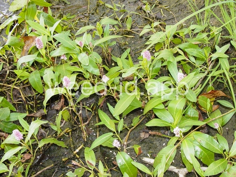 smartweed, water